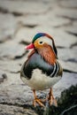 Colorful, blue, orange, white, red, orange, black and brown mandarin duck Royalty Free Stock Photo