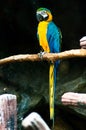 Colorful blue parrot macaw