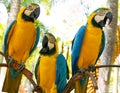 Colorful blue parrot macaw isolated on white background Royalty Free Stock Photo