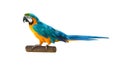 Colorful blue parrot macaw