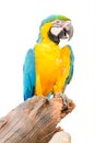 Colorful blue parrot macaw isolated Royalty Free Stock Photo