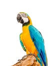 Colorful blue parrot macaw on white background Royalty Free Stock Photo