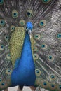 Colorful Blue Plummage on a Male Peacock