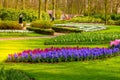 Flowers blossom in keukenhof garden, netherlands Royalty Free Stock Photo