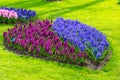 Colorful blue, purple, lilic hyacinth flowers blossom in dutch spring garden