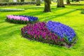 Colorful blue, purple, lilic, pink hyacinth flowers blossom in dutch spring garden