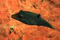 Blue spotted puffer fish Canthigaster solandri swimming Royalty Free Stock Photo