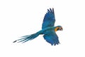 Colorful Blue-throated macaw parrot flying isolated on white Royalty Free Stock Photo