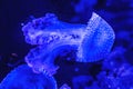 Colorful Blue White Spotted Jellyfish Waikiki Oahu Hawaii