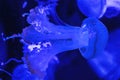 Colorful Blue White Spotted Jellyfish Waikiki Oahu Hawaii