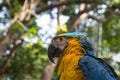 Colorful Blue Yellow Macaw Parrot Bird