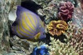 Colorful Bluering angelfish on corals reef. Royalty Free Stock Photo