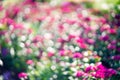 Colorful blur flowers in garden background