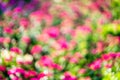 Colorful blur flowers in garden background