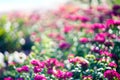 Colorful blur flowers in garden background