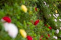 Colorful blur flowers on garden background
