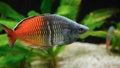 Colorful Boeseman\'s Rainbowfish, Melanotaenia boesemani