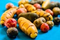Colorful Bolivian and Peruvian potatoes and tubers against colored background Royalty Free Stock Photo