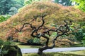 Colorful Bonsai Tree, Japanese Garden in Washington Park, Portland