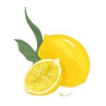 Colorful botanical drawing of whole and cut lemons with leaves and seeds. Fresh sour yellow citrus fruit hand drawn on