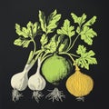 Colorful botanical illustration of various root vegetables on dark background Royalty Free Stock Photo