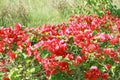 Colorful bougainvillea flower in a garden with red flowers