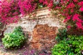 Colorful Bougainvillea flowers are in bloom on ancient brick wall of the fortress