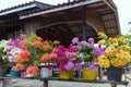 Colorful bougainvillea