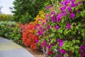 Colorful bougainvillea flowers