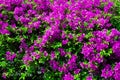 Colorful bougainvillea flowers in pink color blooming.