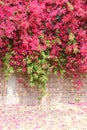 Colorful bougainvillea in full bloom on concrete and brick wall