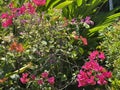 Colorful bougainvillea trees look beautiful