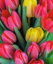 Colorful bouquet of beautiful tulips. Full frame background. Greeting card with copy space for your advertising text message for