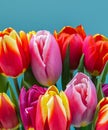 Colorful bouquet of beautiful tulips. Full frame background. Greeting card with copy space for your advertising text message for