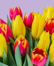 Colorful bouquet of beautiful tulips. Full frame background. Greeting card with copy space for your advertising text message for