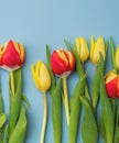 Colorful bouquet of beautiful tulips. Full frame background. Greeting card with copy space for your advertising text message for