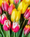 Colorful bouquet of beautiful tulips. Spring flowers. Full frame background Royalty Free Stock Photo