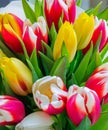 Colorful bouquet of beautiful tulips. Spring flowers. Full frame background Royalty Free Stock Photo