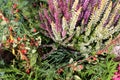 Colorful bouquet of different fresh flowers. Rustic flower background. Close up. beautiful background of bright garden flowers Royalty Free Stock Photo