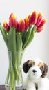 Colorful bouquet flower for woman with love, tulips red and yellow