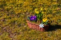 A colorful bouquet of flowers in a beautiful raffia basket on an idyllic meadow in Germany