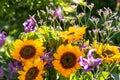 Colorful bouquet with summer flowers and yellow sunflowers in gr Royalty Free Stock Photo