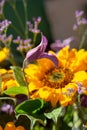 Colorful bouquet with summer flowers and yellow sunflowers in gr Royalty Free Stock Photo