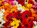 Colorful bouquet of Summer Zinnias in Hamalaya. Royalty Free Stock Photo