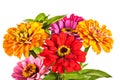 Colorful bouquet of summer zinnias isolated on a white Royalty Free Stock Photo