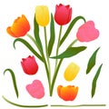 Colorful Bouquet Tulip. Vector Illustration