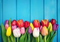 Colorful bouquet of tulips on blue wooden background. Spring flowers. Royalty Free Stock Photo