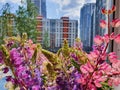 A colorful bouquet of wild flowers on the windowsill of a city apartment. Lupins flowers on urban background.