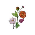 Colorful bouquet of wild flowers calendula, chamomile, daisy, clover on a white background