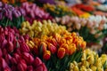 Colorful bouquets of tulips on the stand in the flower shop. Showcase. Floral shop and delivery concept. Flowers Royalty Free Stock Photo